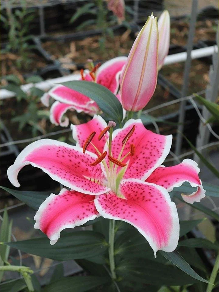 Lilium 'Roselily Jasmina' - Omnia Botanica
